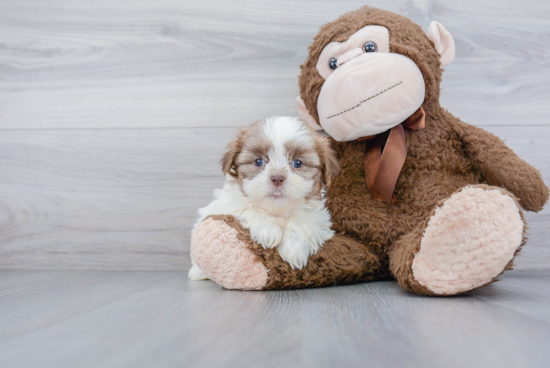 Popular Teddy Bear Designer Pup