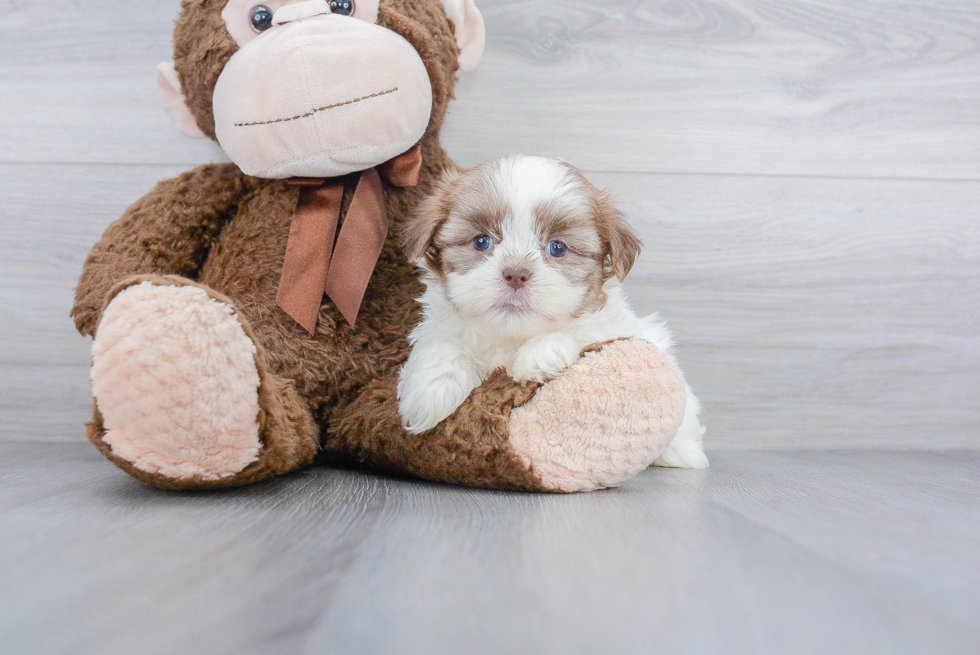 Best Teddy Bear Baby