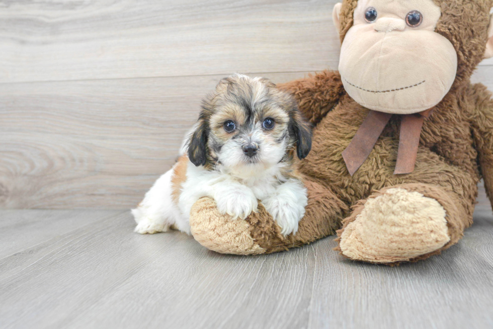 Teddy Bear Pup Being Cute