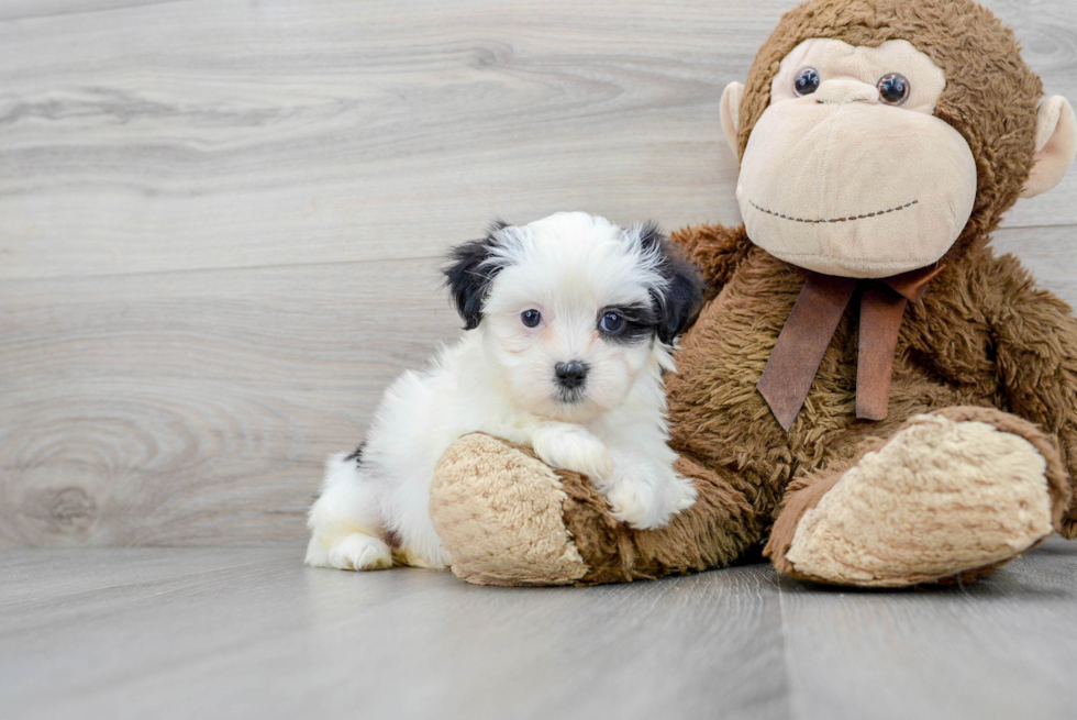 Teddy Bear Pup Being Cute