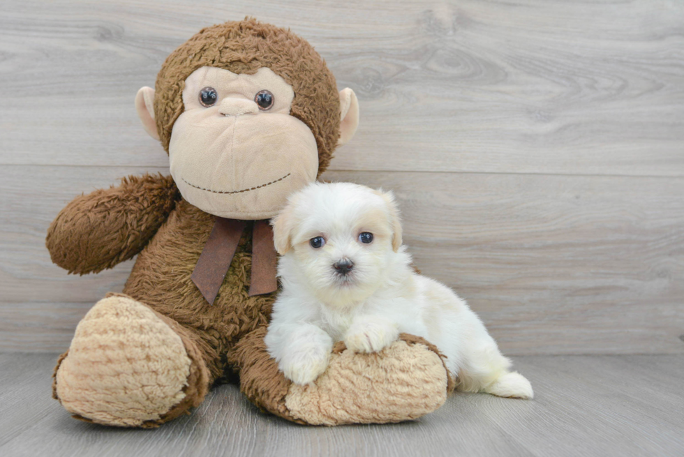 Teddy Bear Pup Being Cute