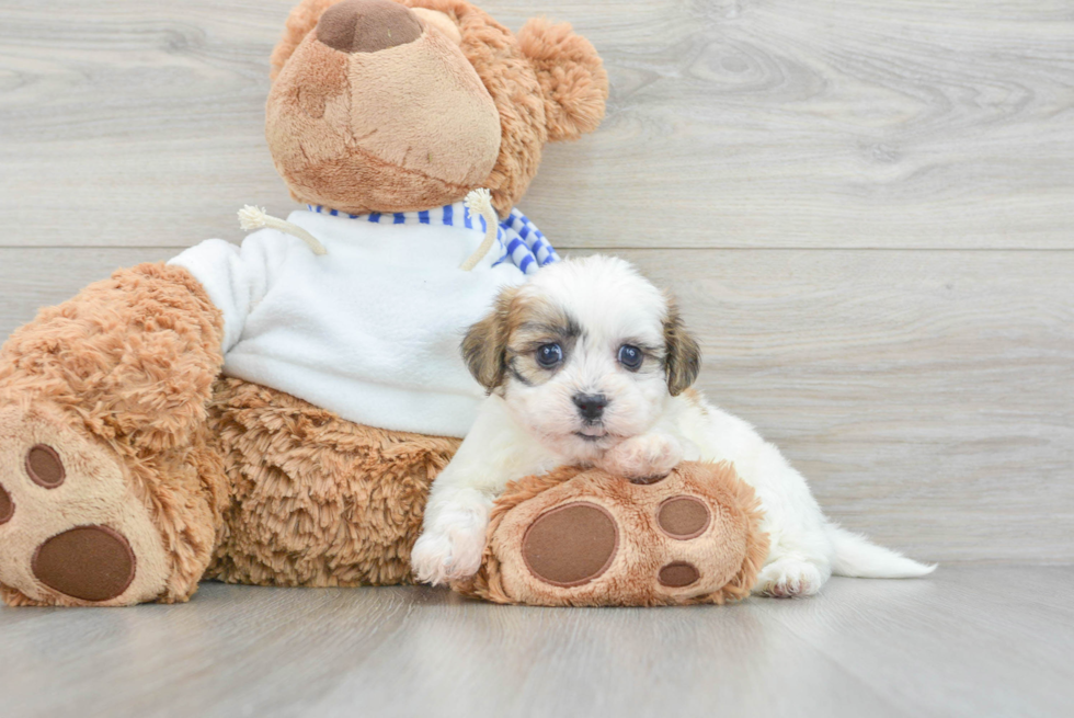 Teddy Bear Puppy for Adoption