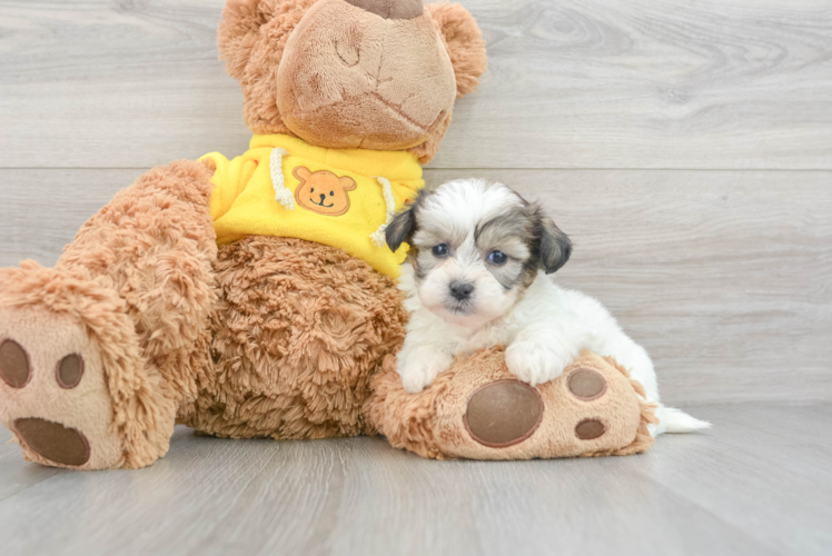 Teddy Bear Pup Being Cute