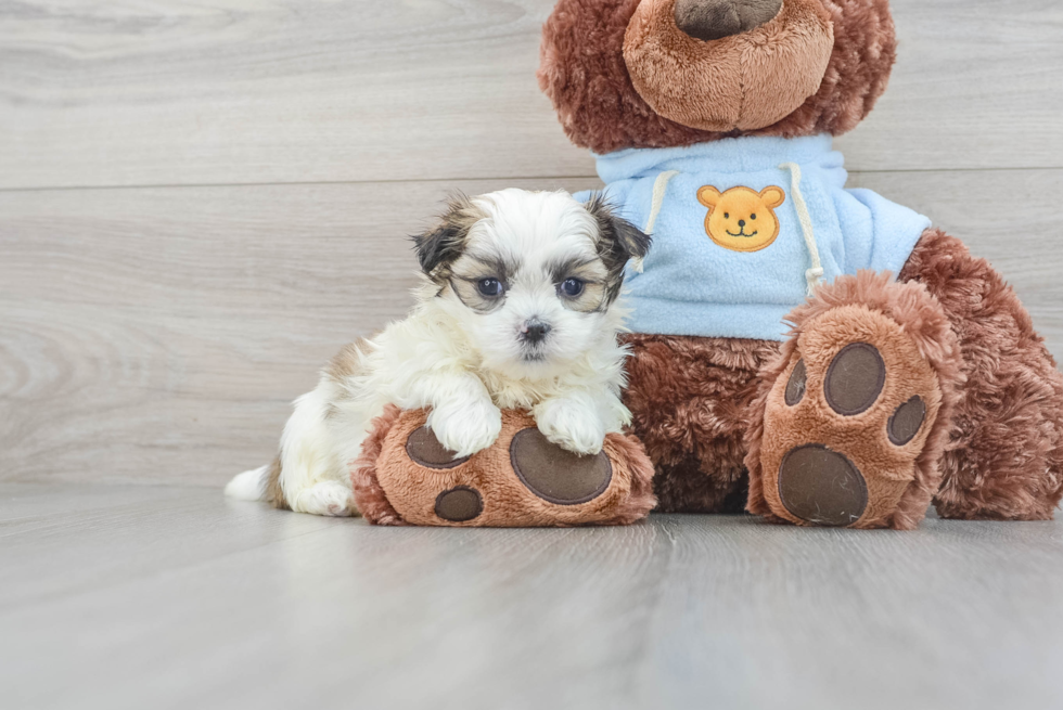 Teddy Bear Puppy for Adoption