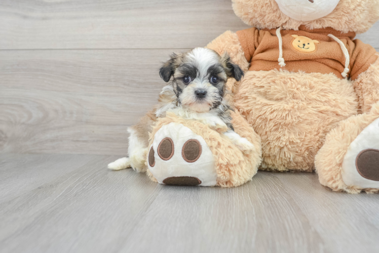 Teddy Bear Pup Being Cute