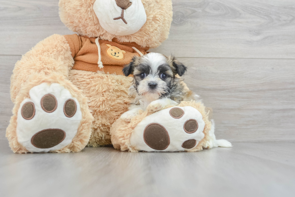 Teddy Bear Puppy for Adoption