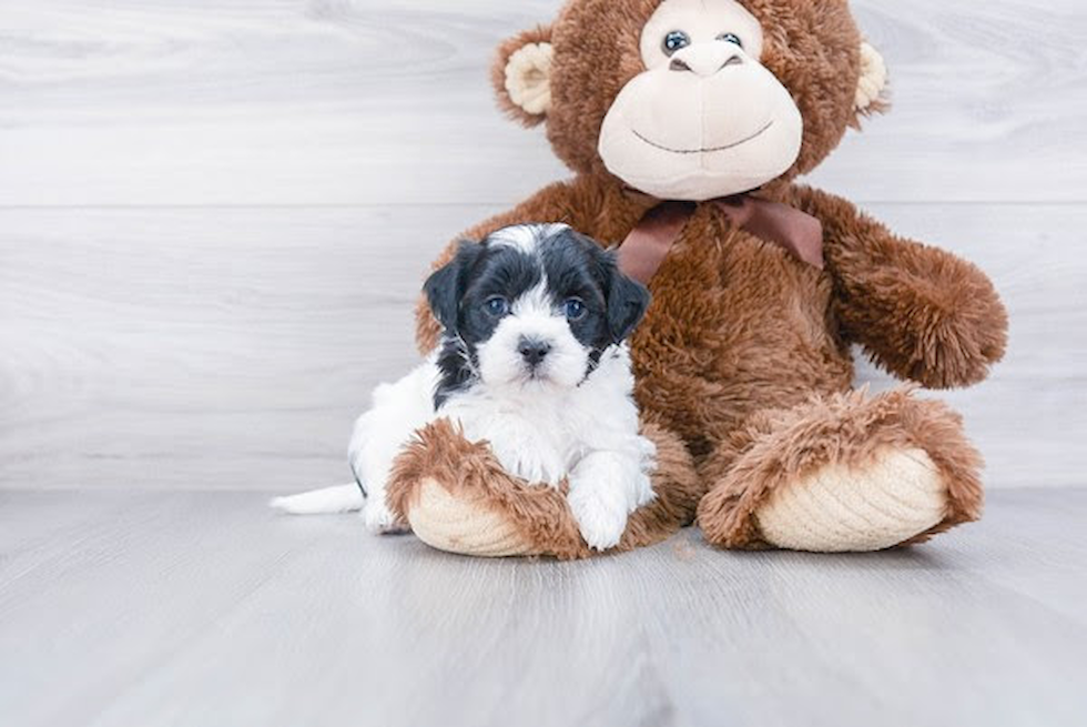 Teddy Bear Pup Being Cute