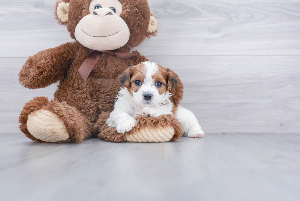 Teddy Bear Pup Being Cute