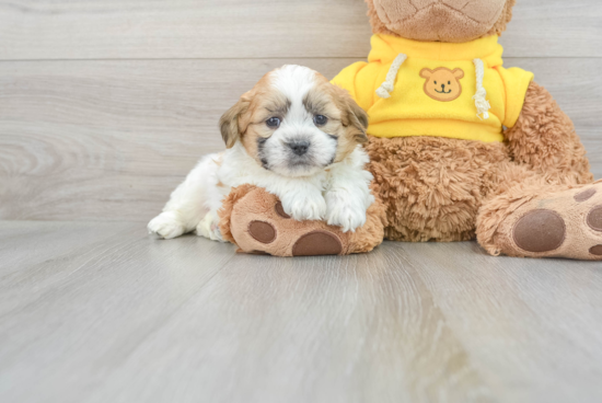 Hypoallergenic Shichon Designer Puppy