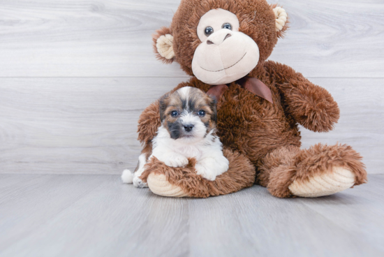 Fluffy Teddy Bear Designer Pup