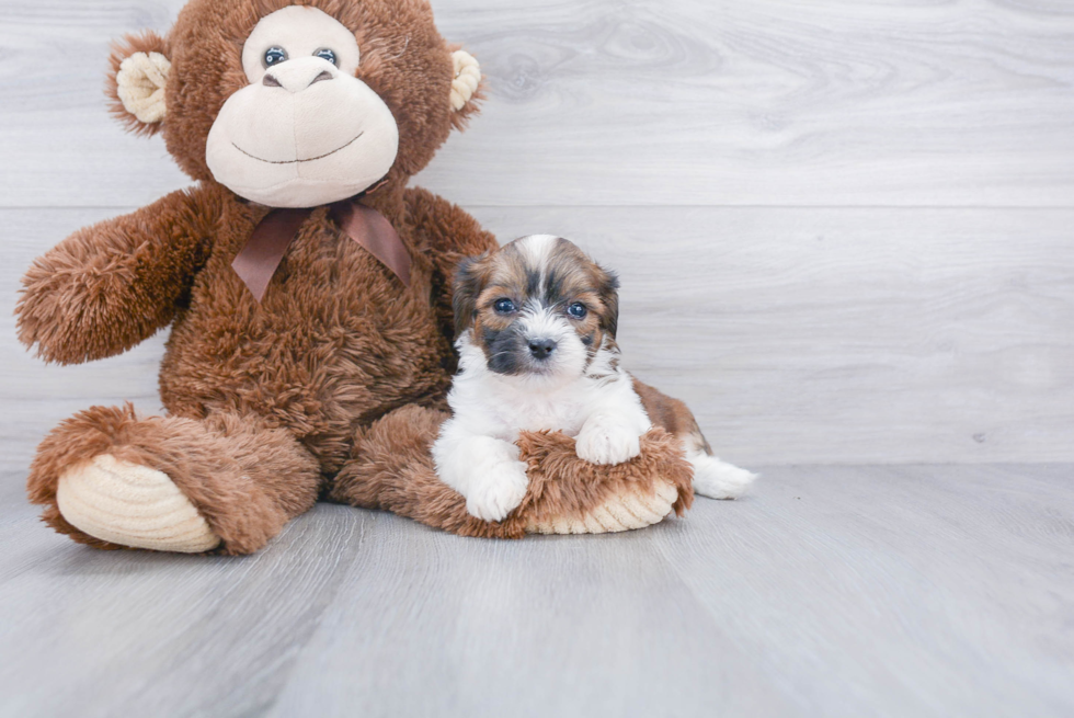 Teddy Bear Pup Being Cute