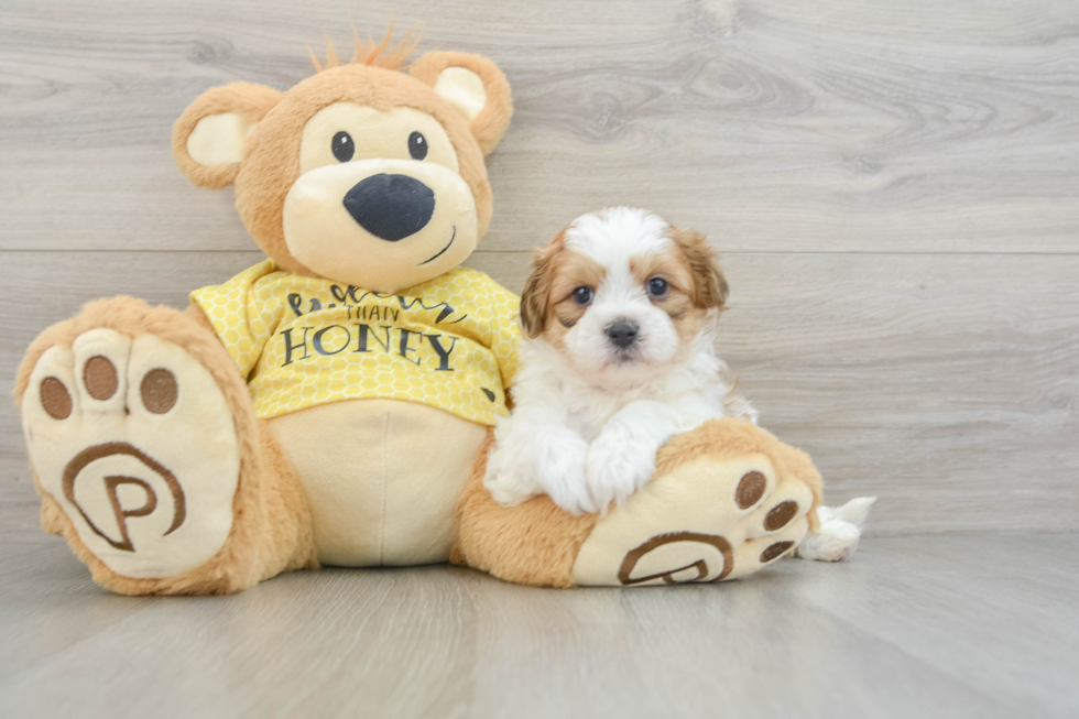 Teddy Bear Pup Being Cute