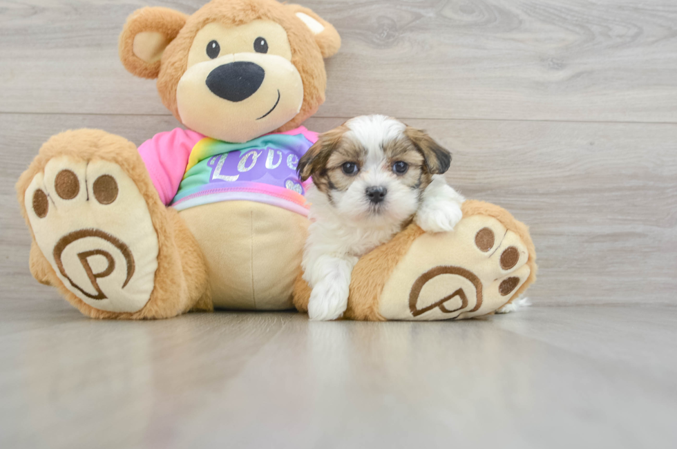 5 week old Teddy Bear Puppy For Sale - Premier Pups