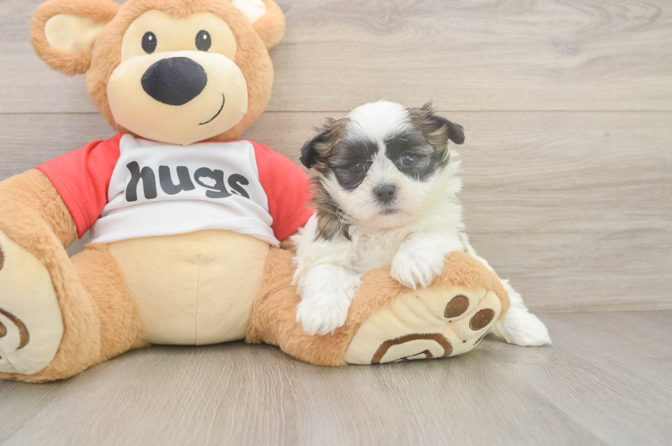 6 week old Teddy Bear Puppy For Sale - Premier Pups