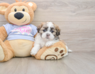 6 week old Teddy Bear Puppy For Sale - Premier Pups