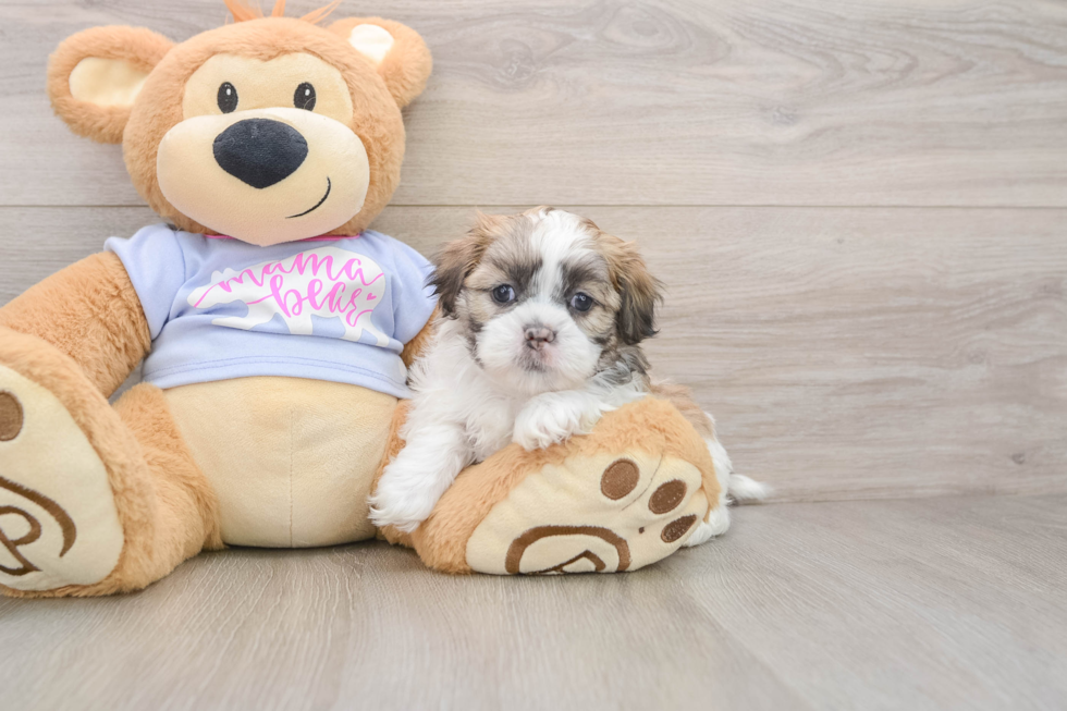 Teddy Bear Pup Being Cute