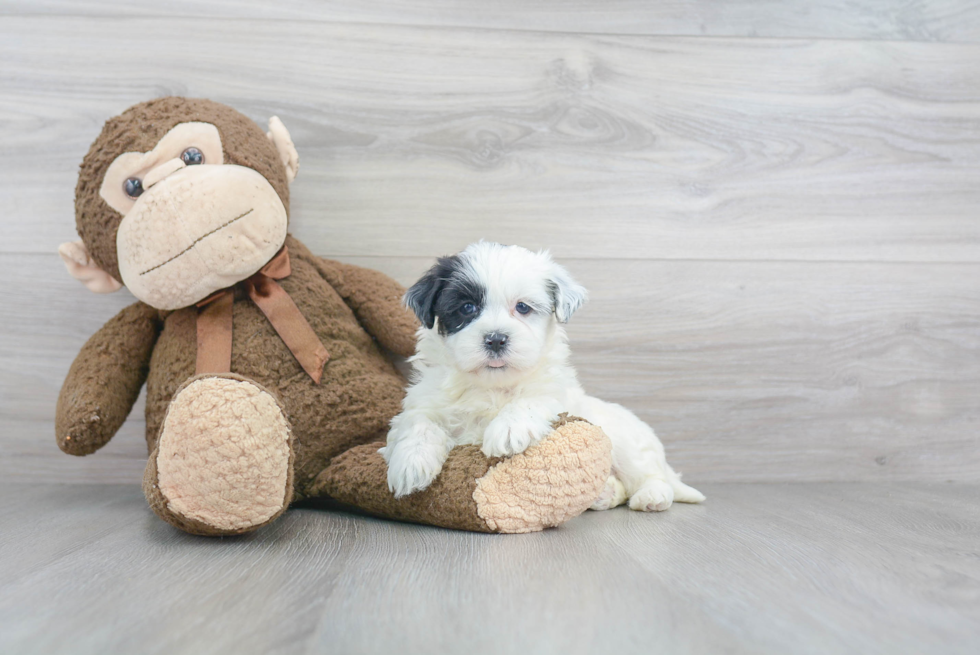 Teddy Bear Pup Being Cute