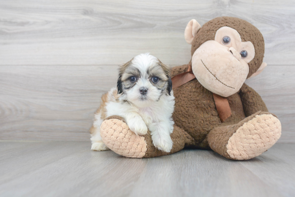 Happy Teddy Bear Baby