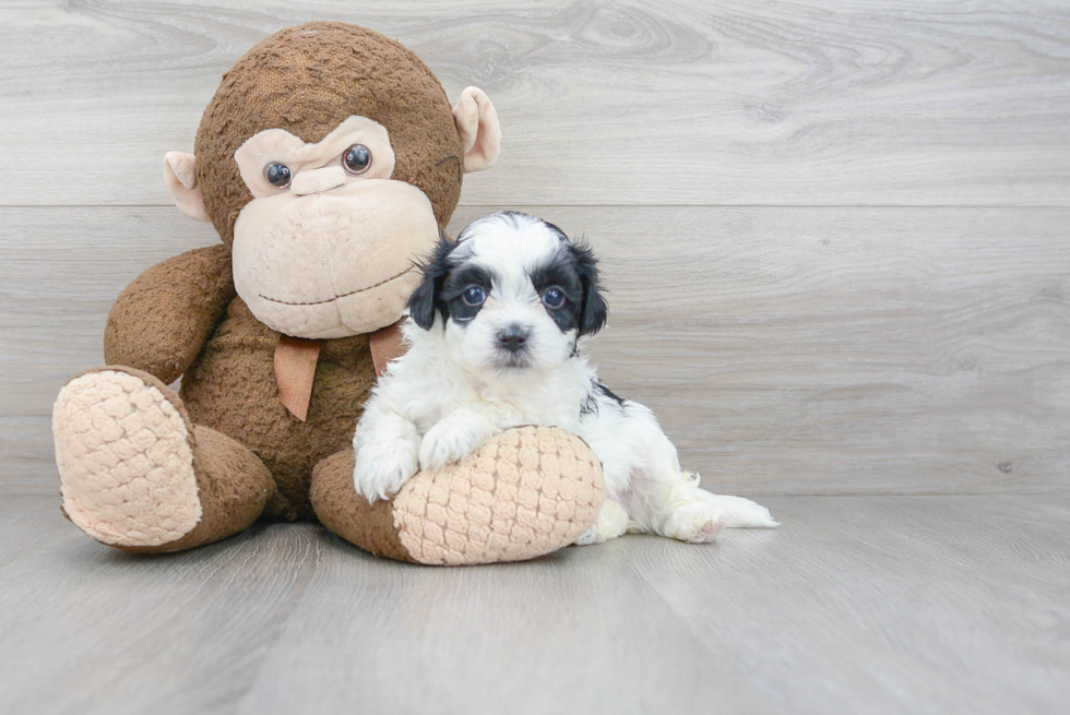 Teddy Bear Pup Being Cute