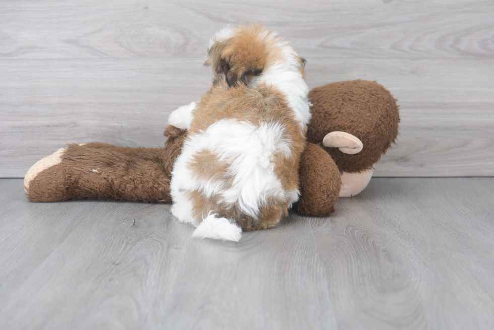 Funny Teddy Bear Designer Pup