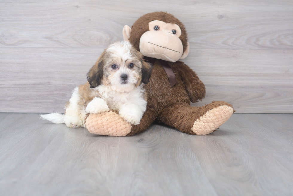 Popular Teddy Bear Designer Pup