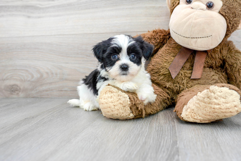 Adorable Shichon Designer Puppy