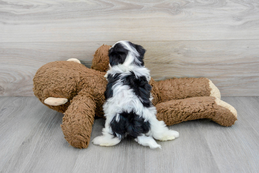 Happy Teddy Bear Baby