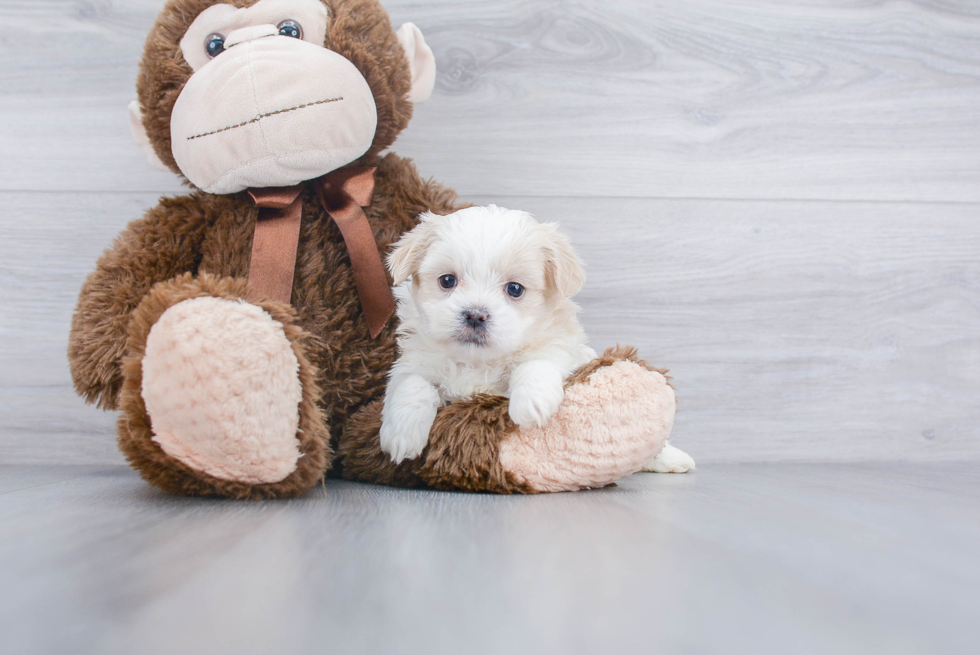 Petite Teddy Bear Designer Pup