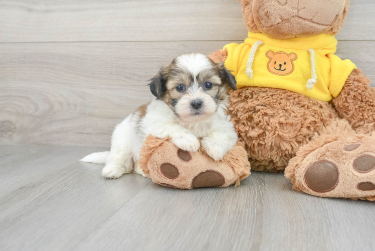 Teddy Bear Pup Being Cute