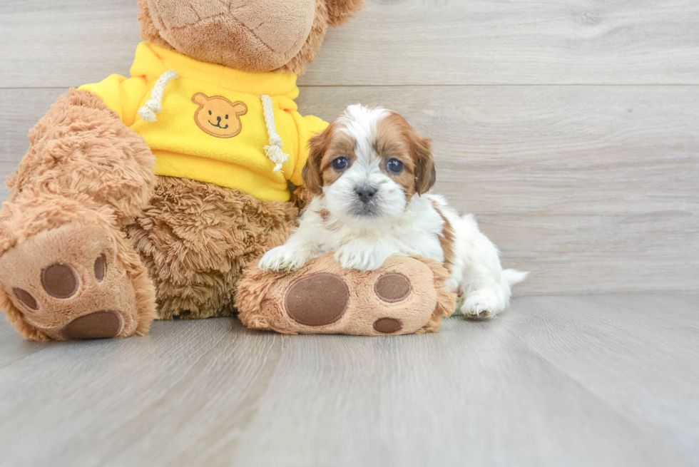 Teddy Bear Pup Being Cute