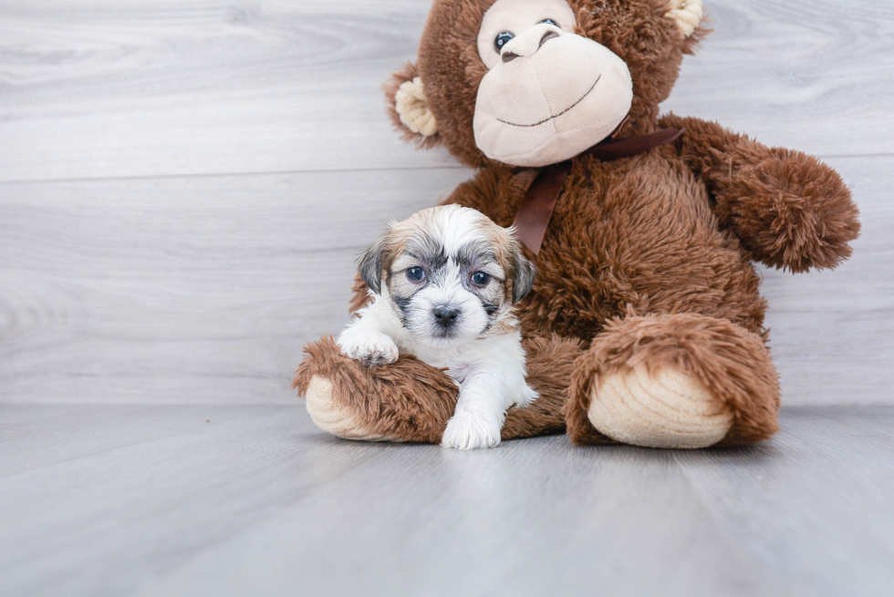 Happy Teddy Bear Baby