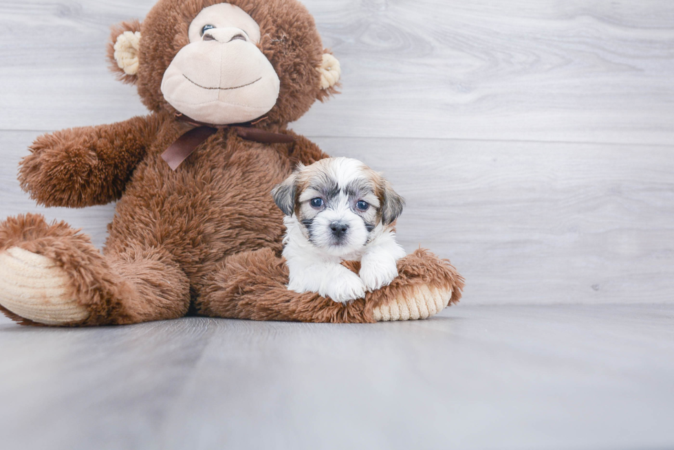 Friendly Teddy Bear Baby