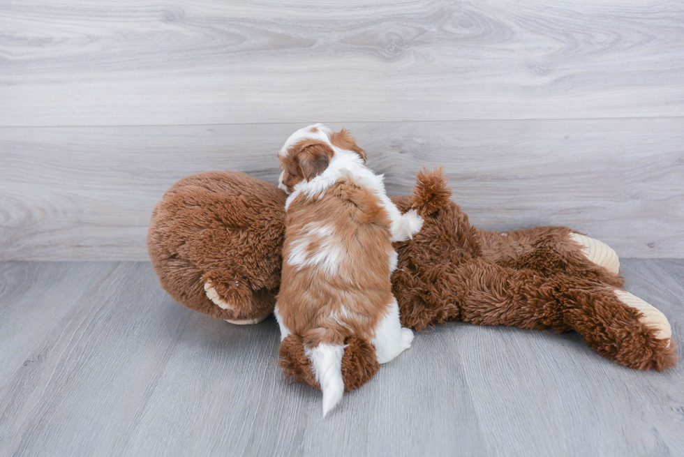 Teddy Bear Pup Being Cute