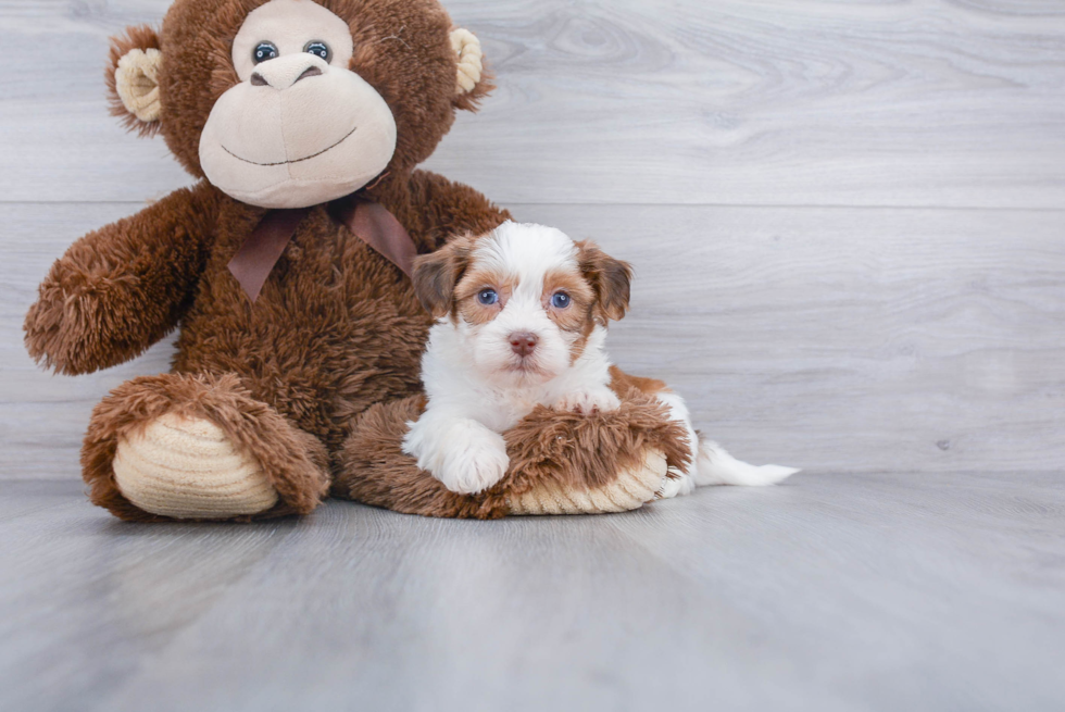 Friendly Teddy Bear Baby