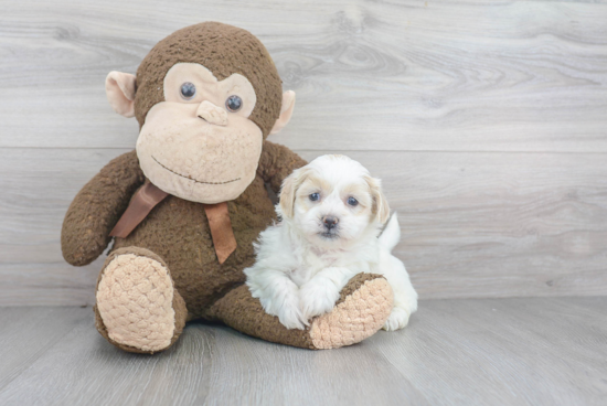 Adorable Shichon Designer Puppy