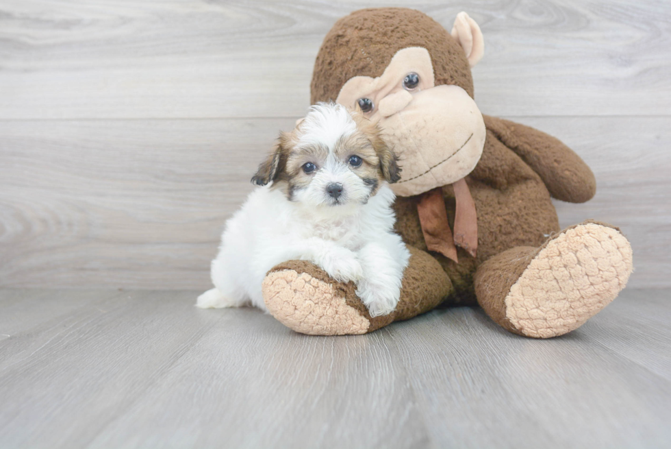 Fluffy Teddy Bear Designer Pup