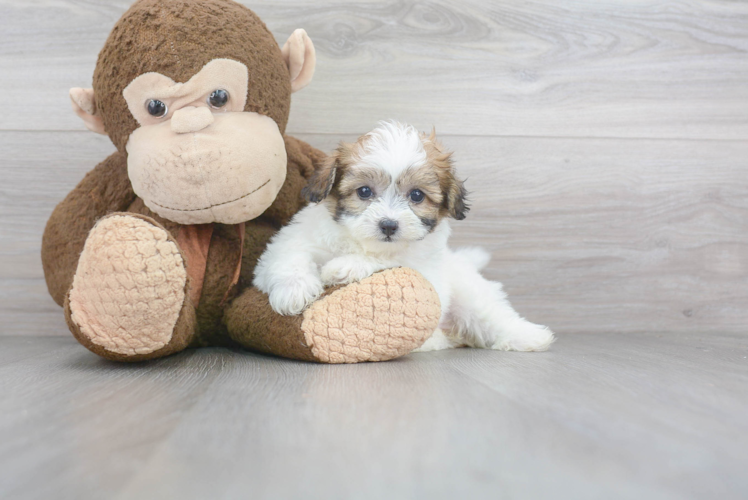 Teddy Bear Pup Being Cute