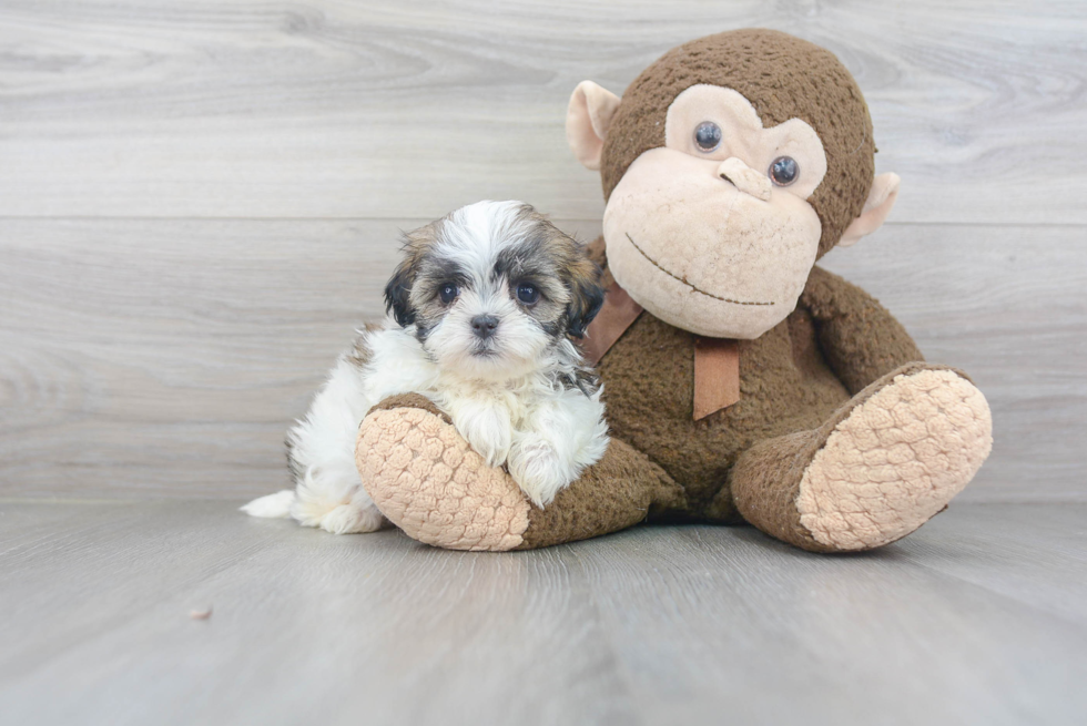 Fluffy Teddy Bear Designer Pup