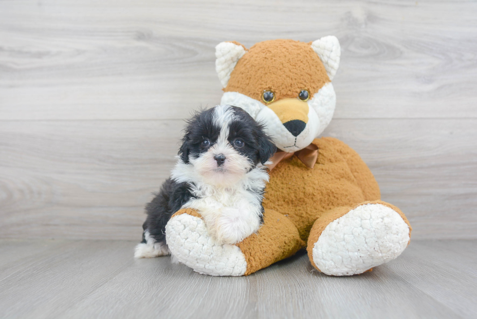 Best Teddy Bear Baby