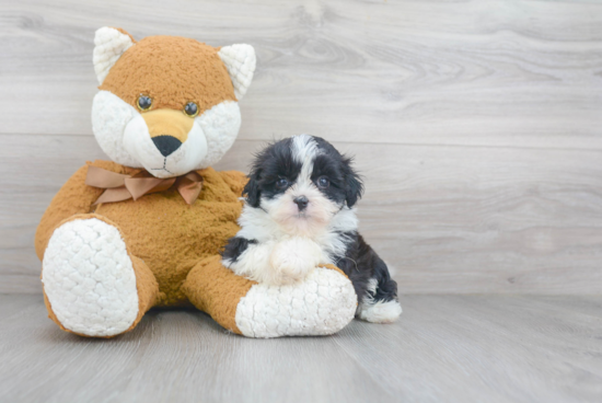 Teddy Bear Pup Being Cute