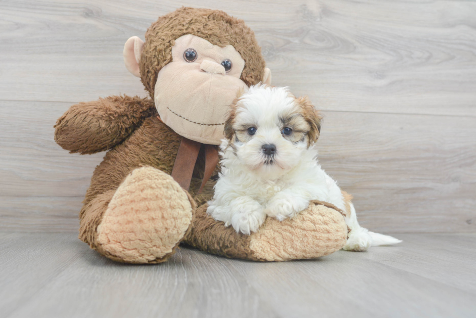 Teddy Bear Pup Being Cute