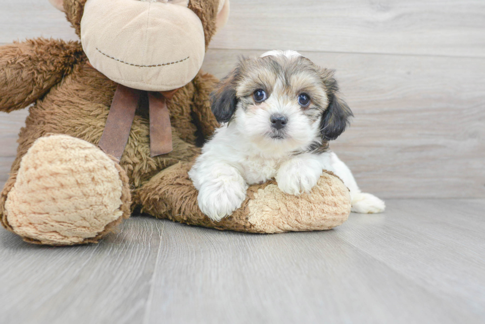 Teddy Bear Pup Being Cute