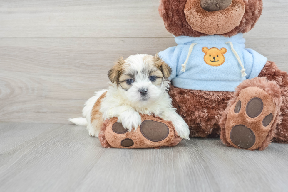 Popular Teddy Bear Designer Pup