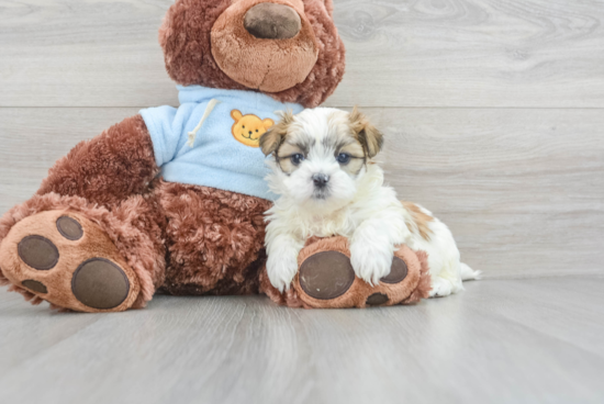 Popular Teddy Bear Designer Pup