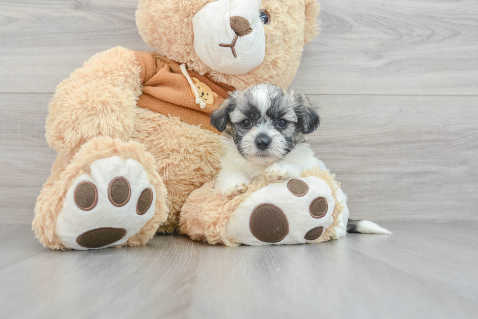 Teddy Bear Puppy for Adoption