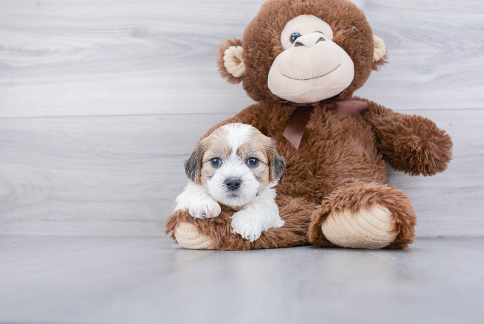 Teddy Bear Pup Being Cute