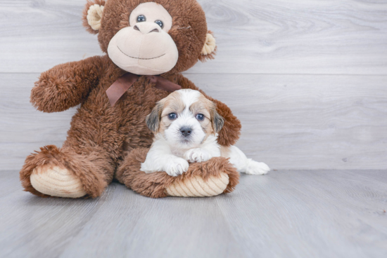 Teddy Bear Pup Being Cute