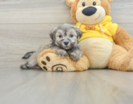 7 week old Teddy Bear Puppy For Sale - Premier Pups