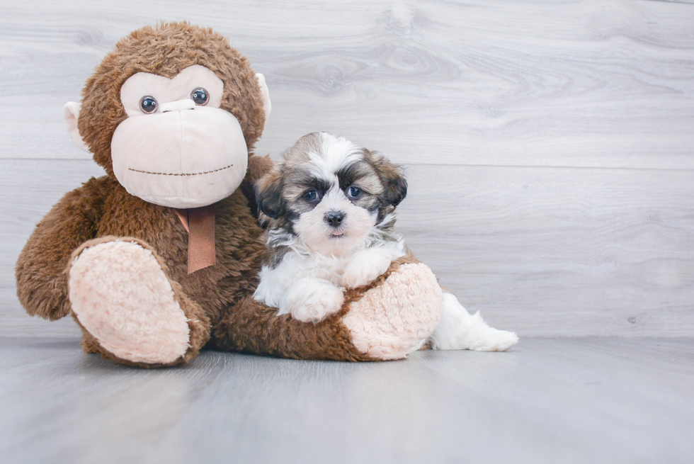 Teddy Bear Pup Being Cute