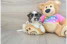 Smart Teddy Bear Designer Pup